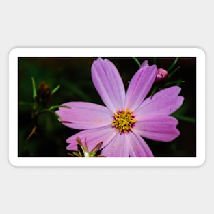 Flower photography Magnet